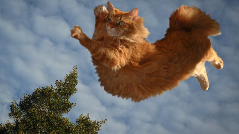 Fluffy Orange Cat — Dramatic, Afternoon, Photograph