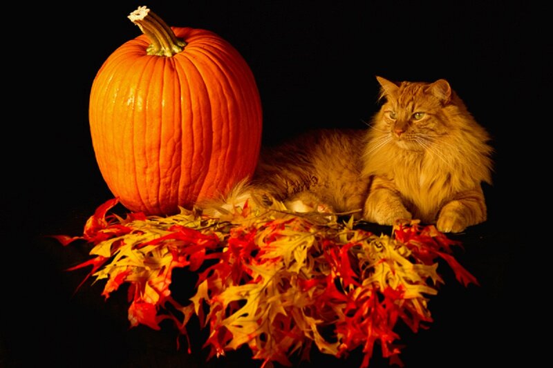 Fluffy Orange Cat — Dramatic, Autumn
