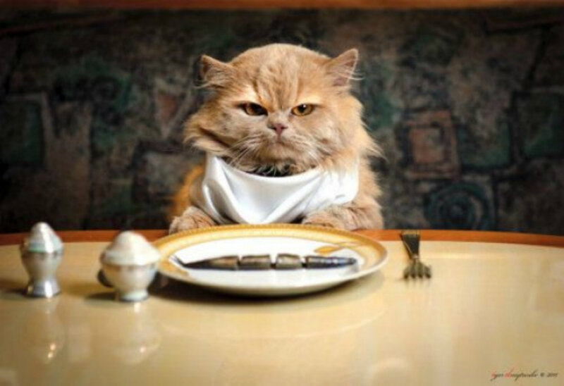 Fluffy Orange Cat — Dramatic, Photograph, Plate