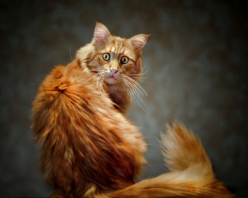 Fluffy Orange Cat — Dramatic, Photograph