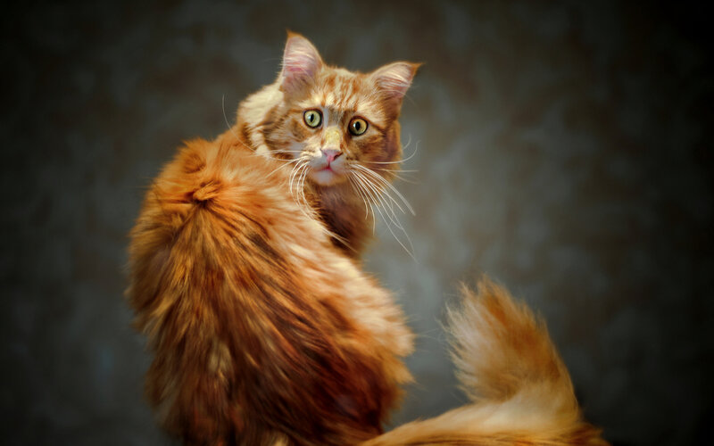 Fluffy Orange Cat — Dramatic, Photograph, Whiskers, Tail