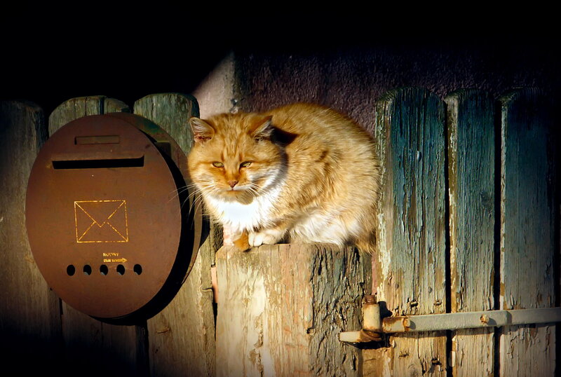 Fluffy Orange Cat — Dramatic, Sunset