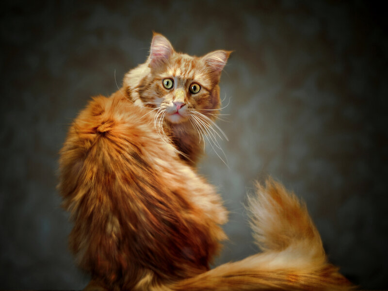 Fluffy Orange Cat — Dramatic