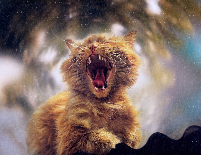 Fluffy Orange Cat — Dramatic, Winter