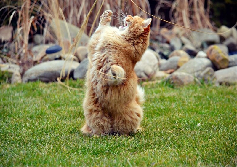 Fluffy Orange Cat — Green, Playful