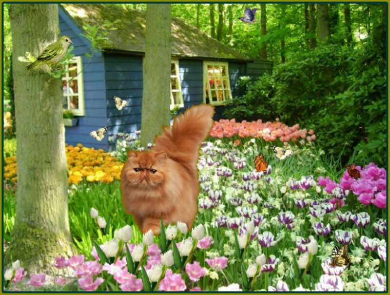 Fluffy Orange Cat — Green