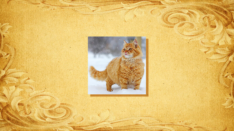 Fluffy Orange Cat in Snow