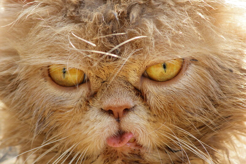 Fluffy Orange Cat — Intense, Afternoon