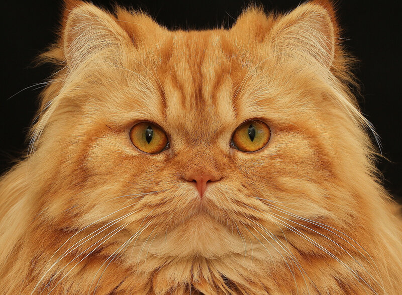 Fluffy Orange Cat — Intense, Photograph, Eyes