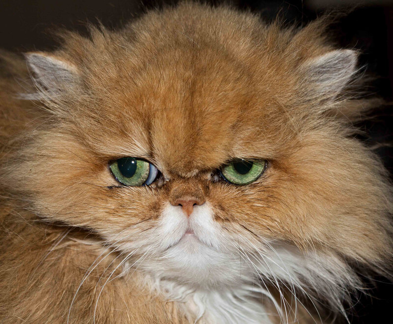 Fluffy Orange Cat — Intense, Photograph, Green Eyes