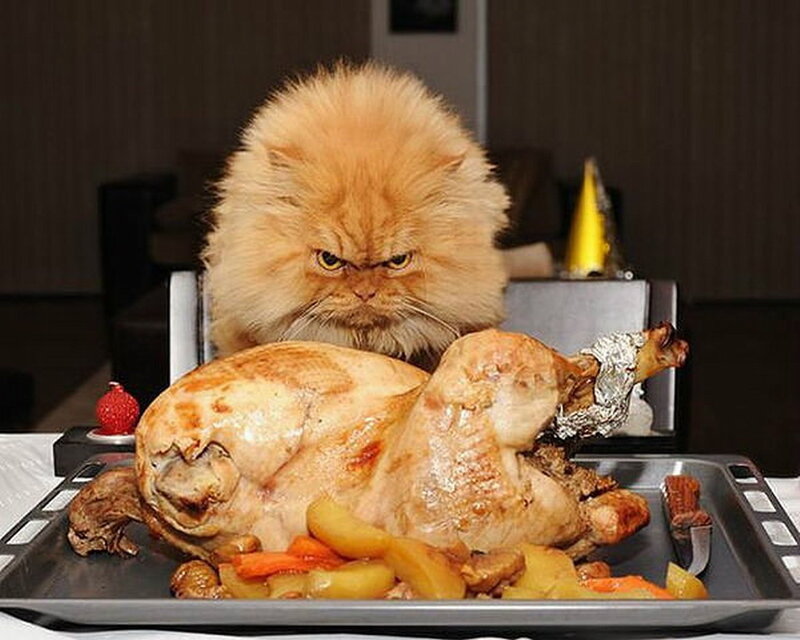 Fluffy Orange Cat — Intense, Photograph, Roast Chicken