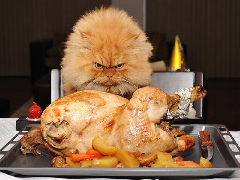 Fluffy Orange Cat — Intense, Photograph