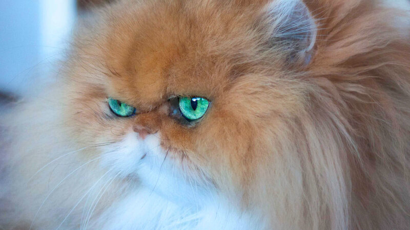 Fluffy Orange Cat — Intense
