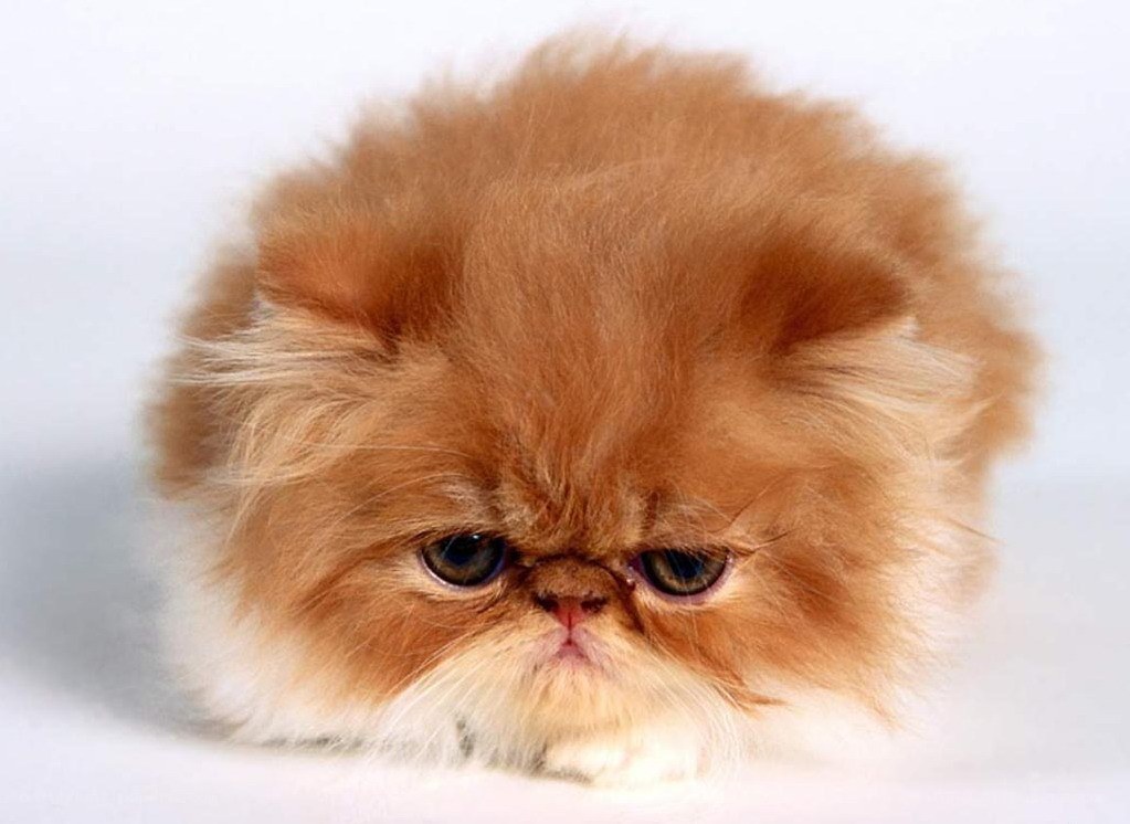 fluffy orange cat kitten