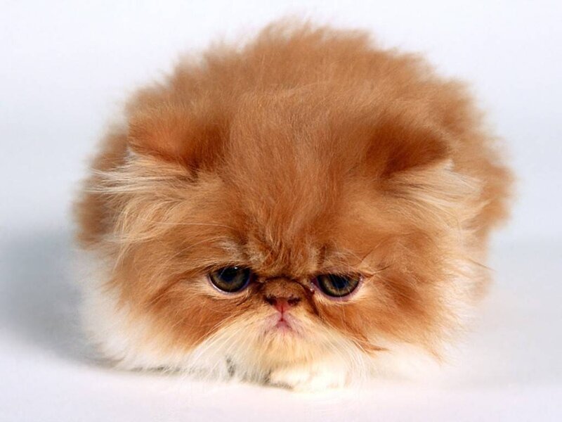 fluffy orange cat kitten