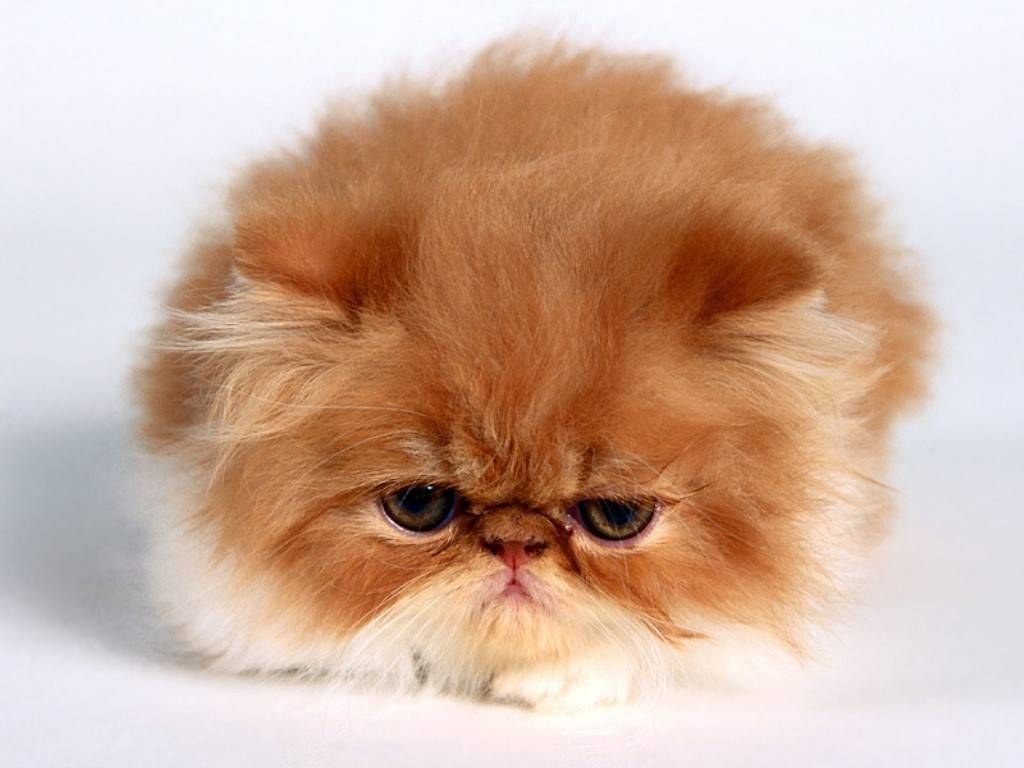 fluffy orange cat kitten
