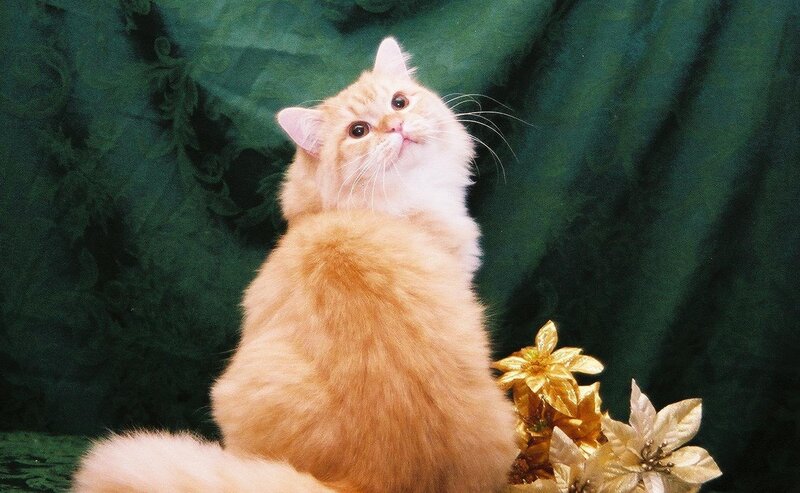 fluffy orange cat looking up