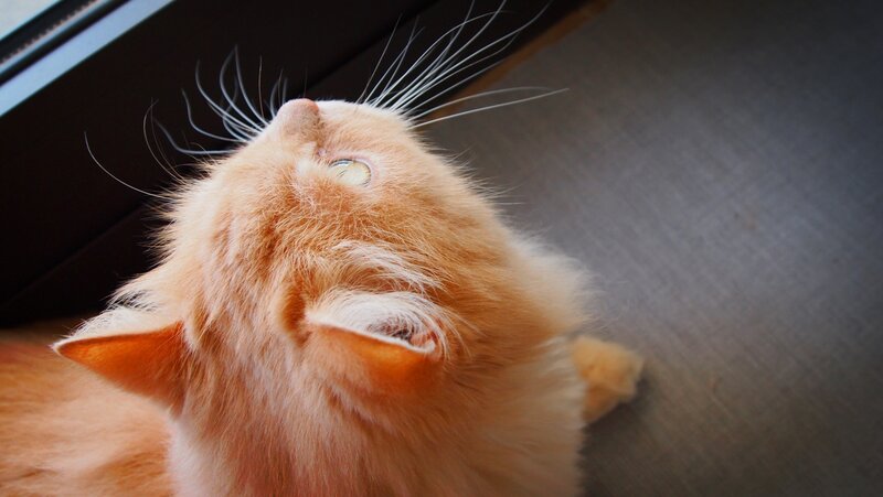 fluffy orange cat looking up
