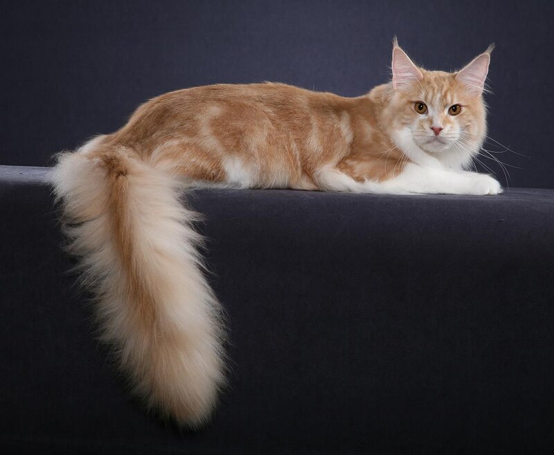 fluffy orange cat lying down