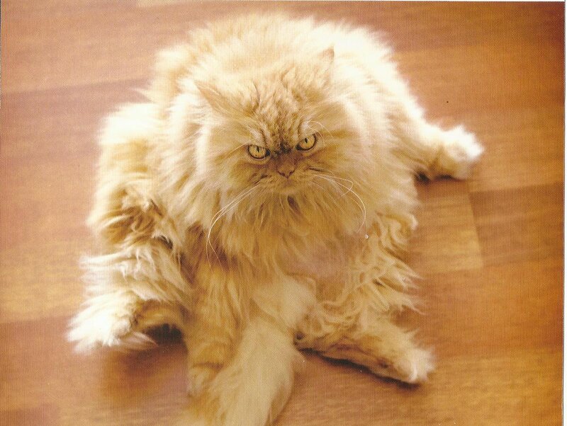 Fluffy Orange Cat — Neutral, Photograph, Floor