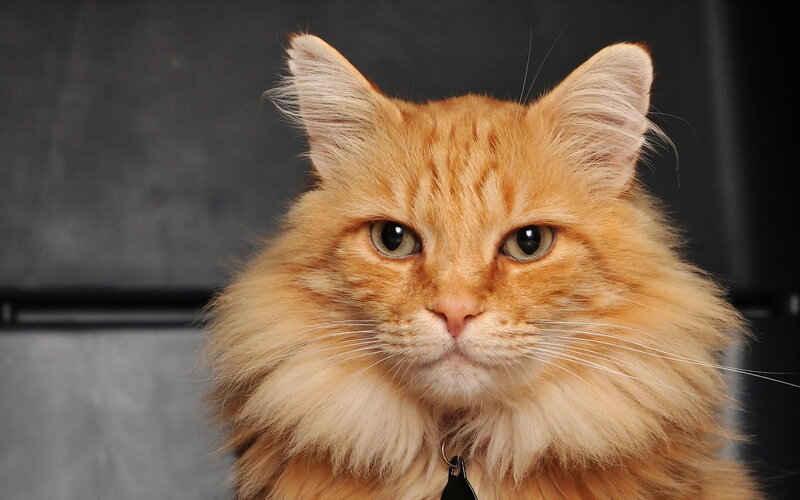 Fluffy Orange Cat — Neutral, Photograph