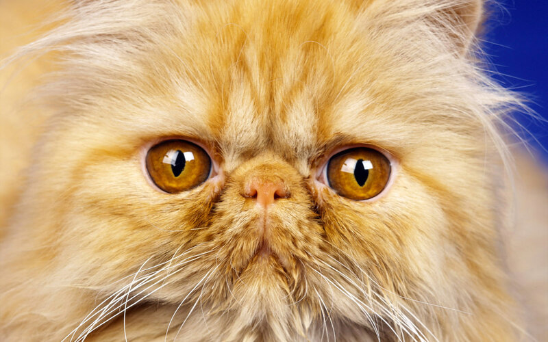 Fluffy Orange Cat — Neutral