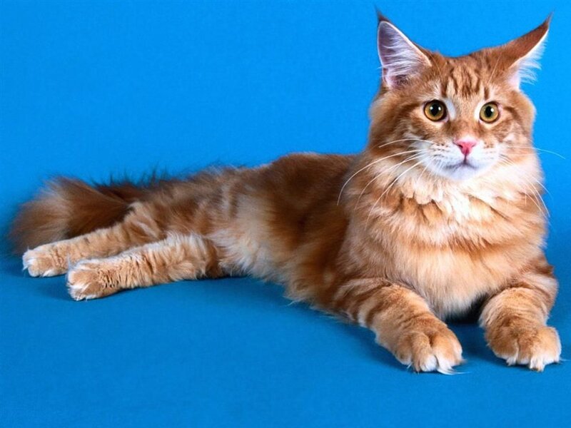 fluffy orange cat on blue