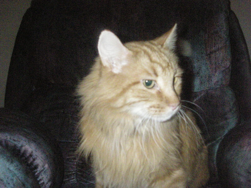 fluffy orange cat on chair