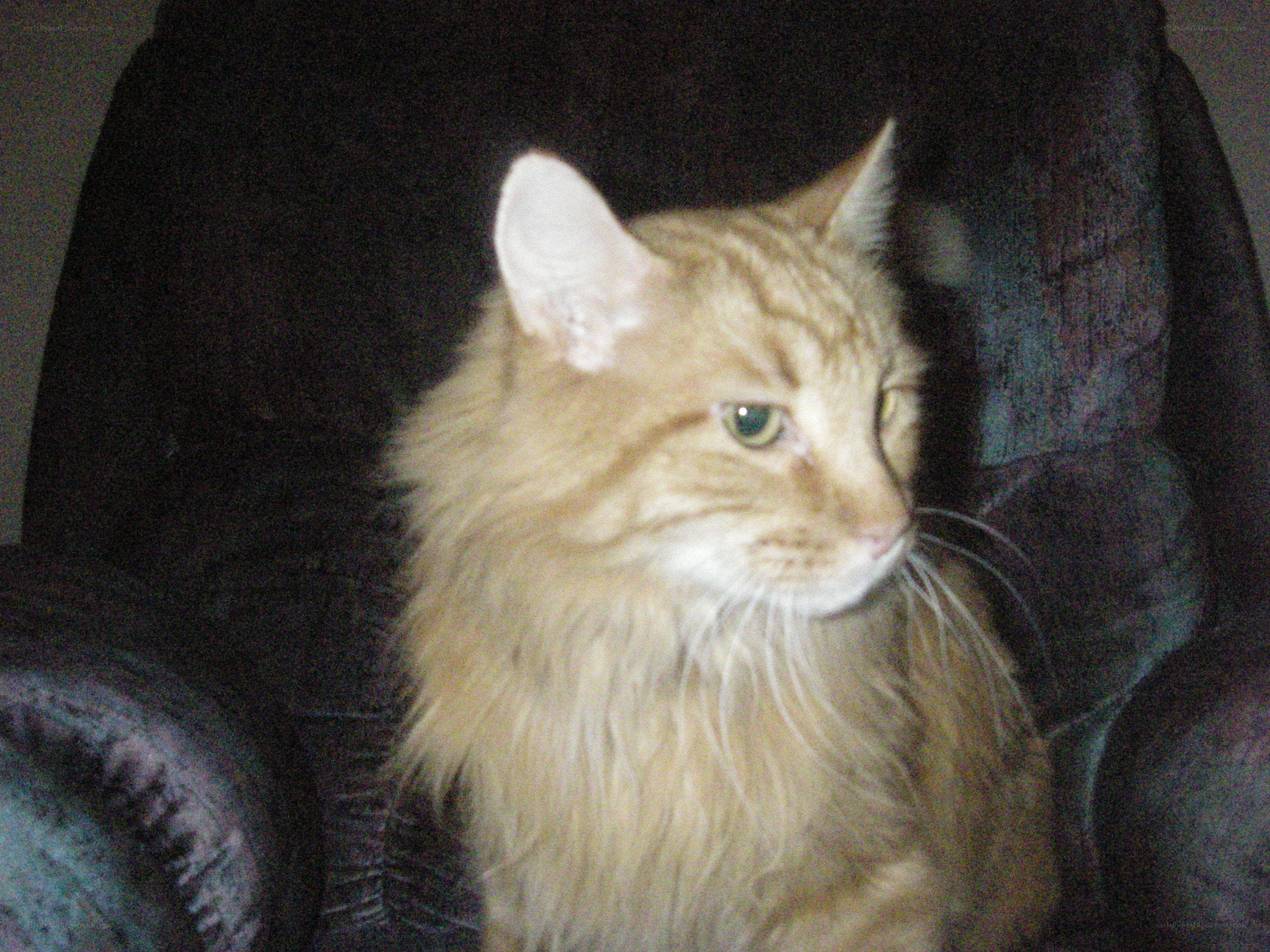 fluffy orange cat on chair