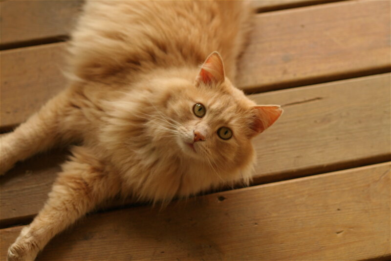 fluffy orange cat on deck