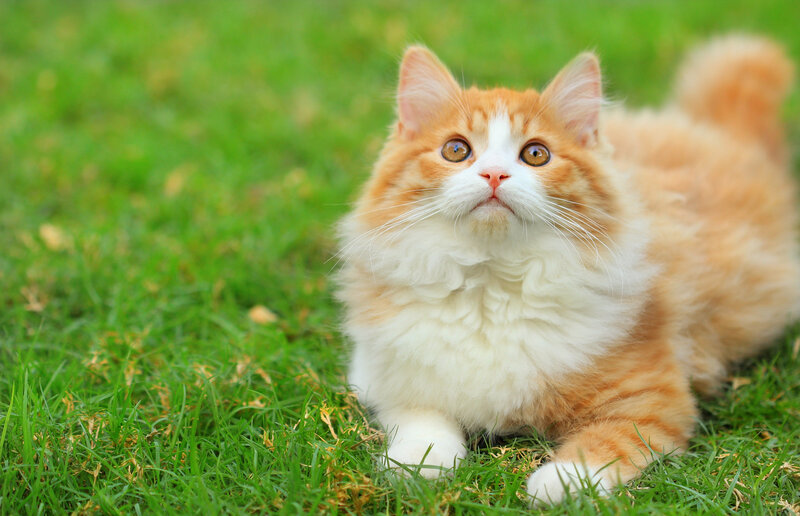 fluffy orange cat on grass