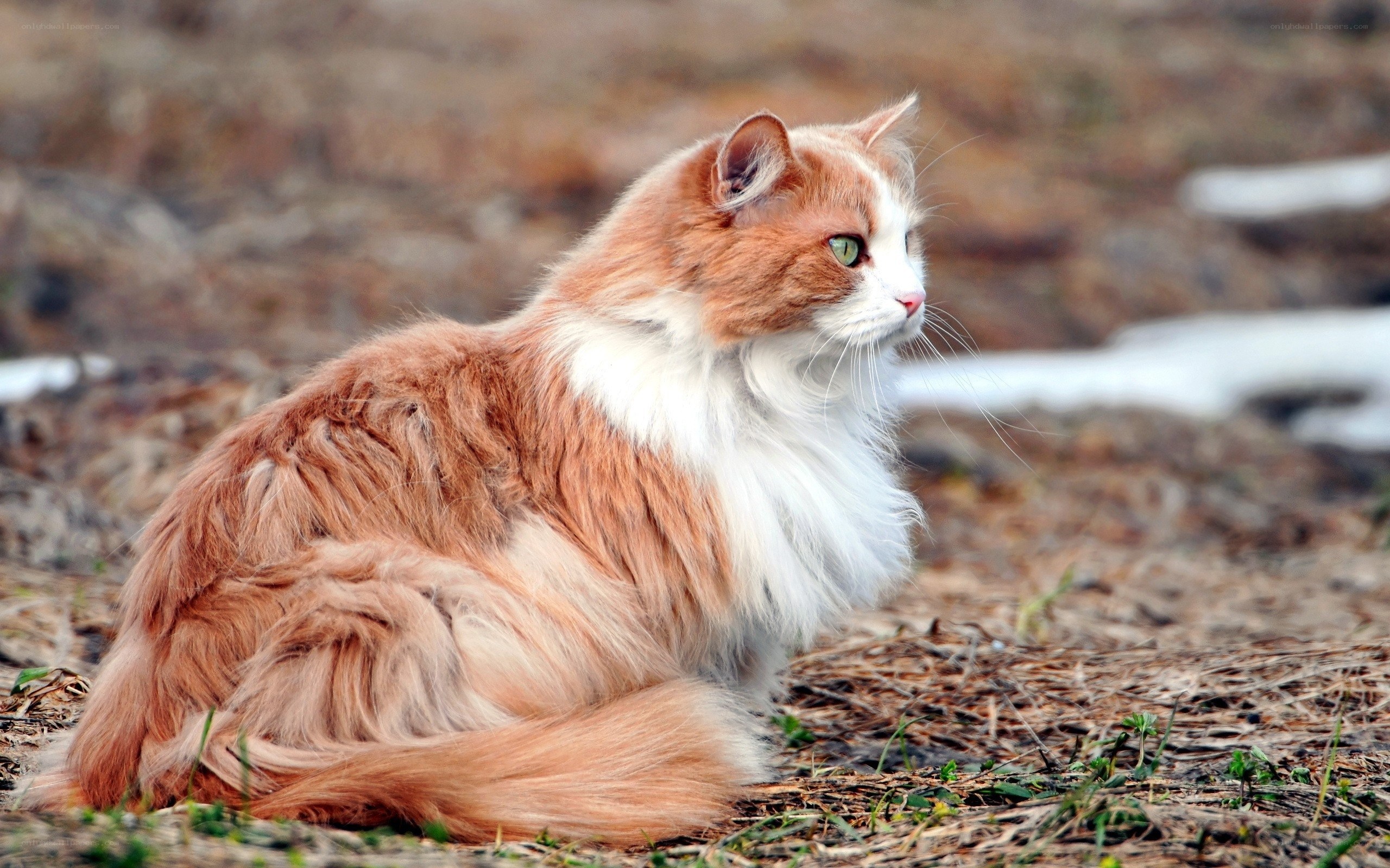 fluffy orange cat outdoors
