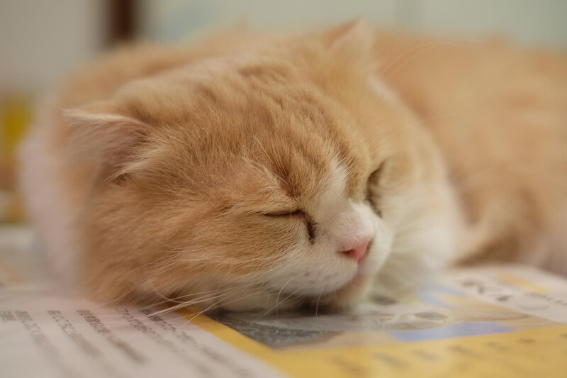 Fluffy Orange Cat — Peaceful, Photograph, Newspaper