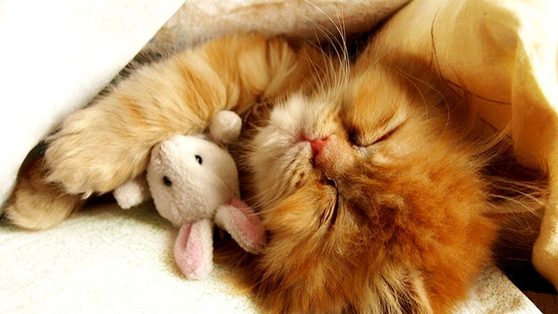 Fluffy Orange Cat — Peaceful