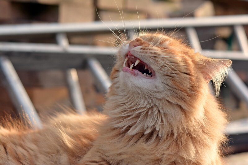 Fluffy Orange Cat — Playful, Afternoon