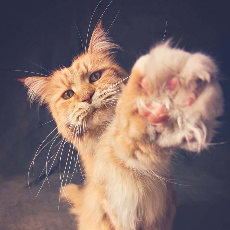 Fluffy Orange Cat — Playful, Photograph
