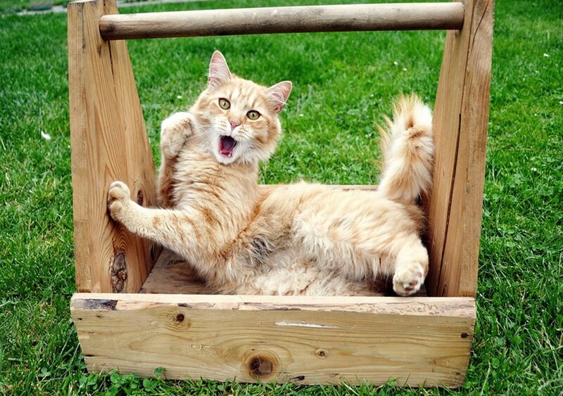 Fluffy Orange Cat — Playful