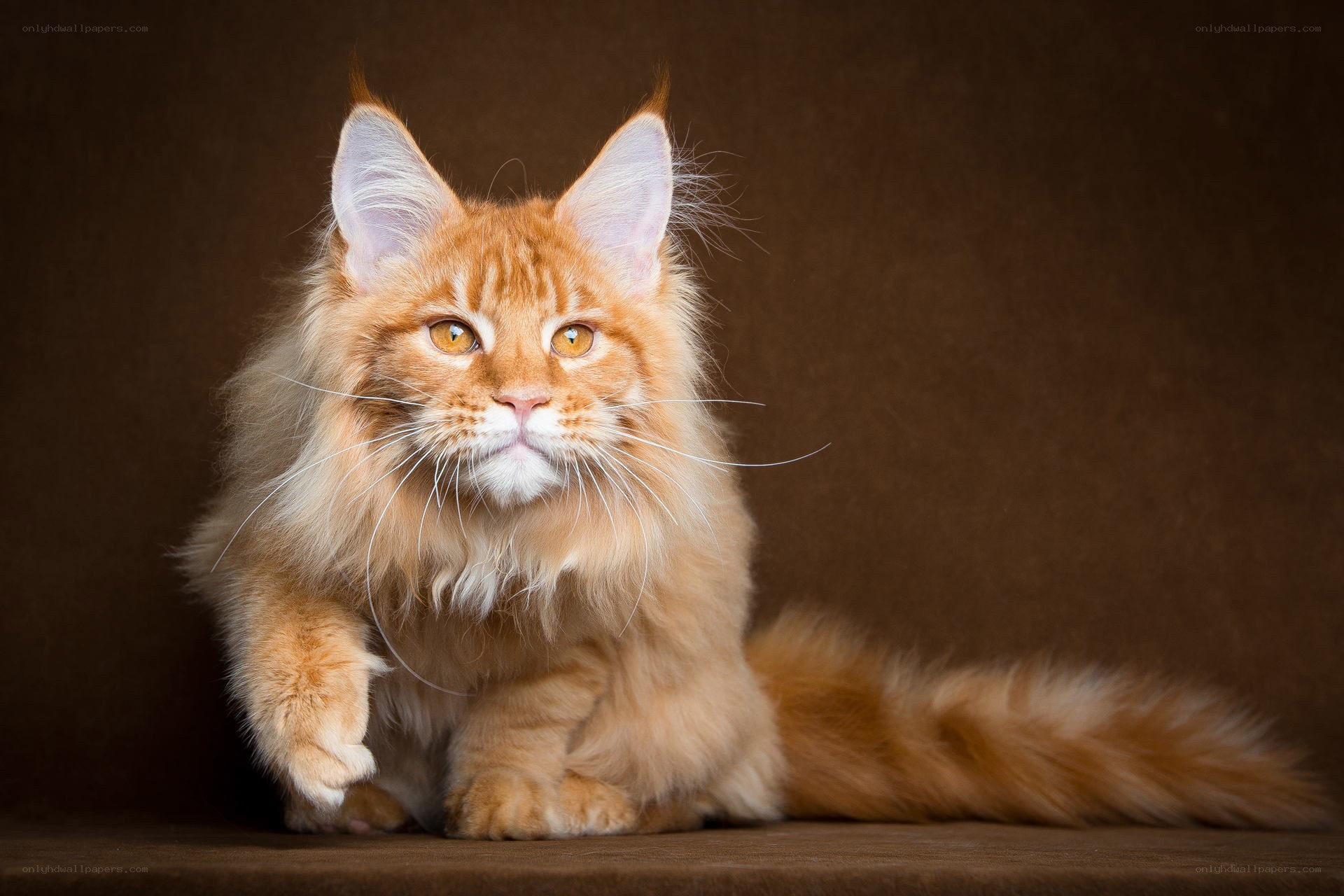 fluffy orange cat portrait