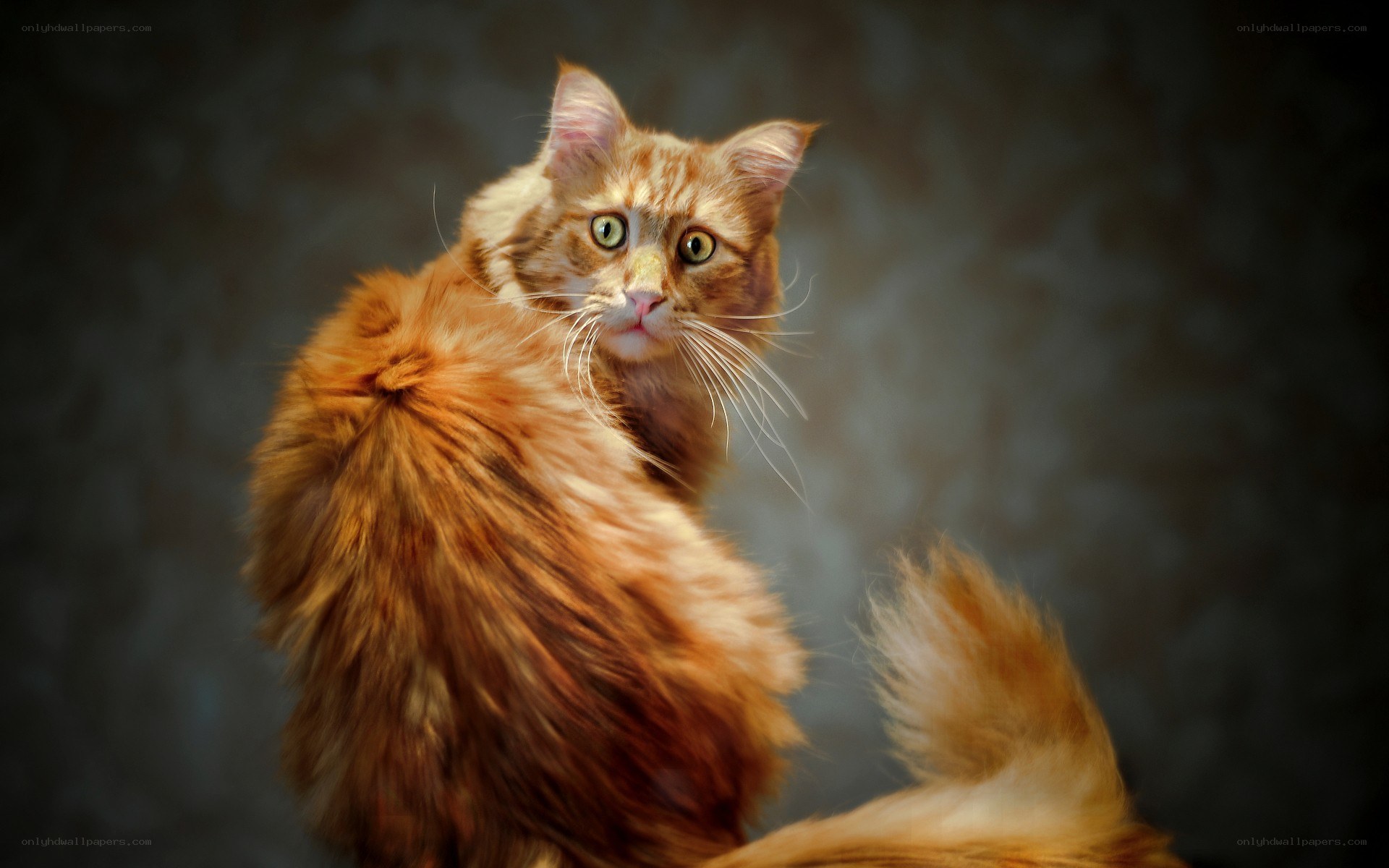 fluffy orange cat portrait