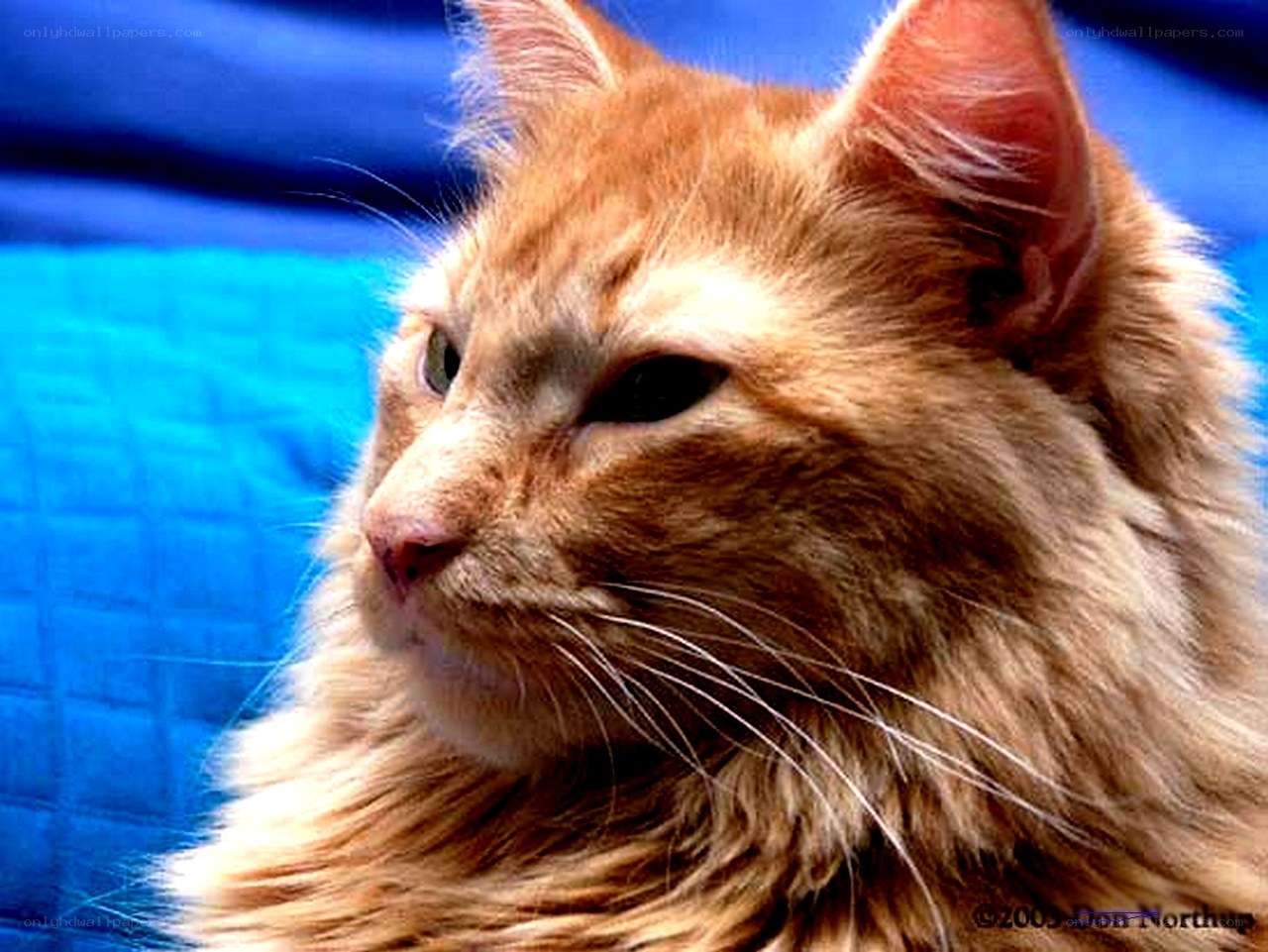 fluffy orange cat portrait