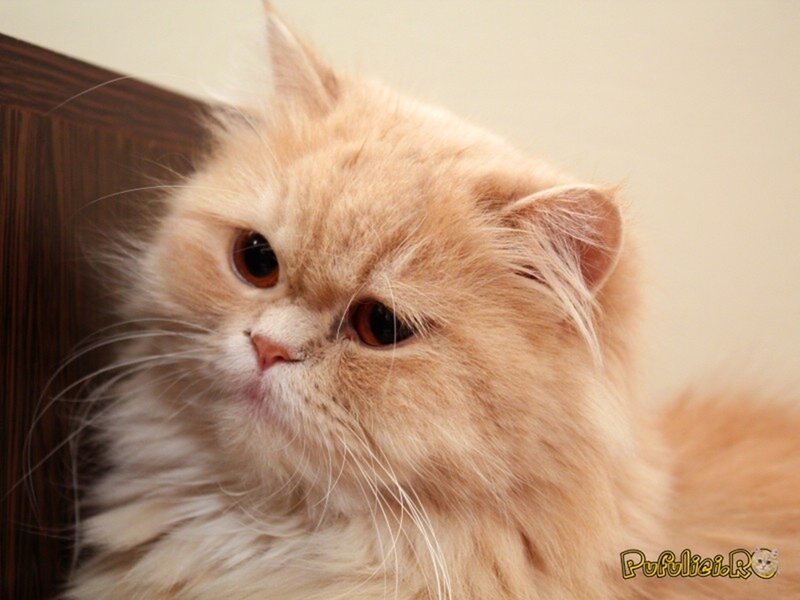 fluffy orange cat portrait