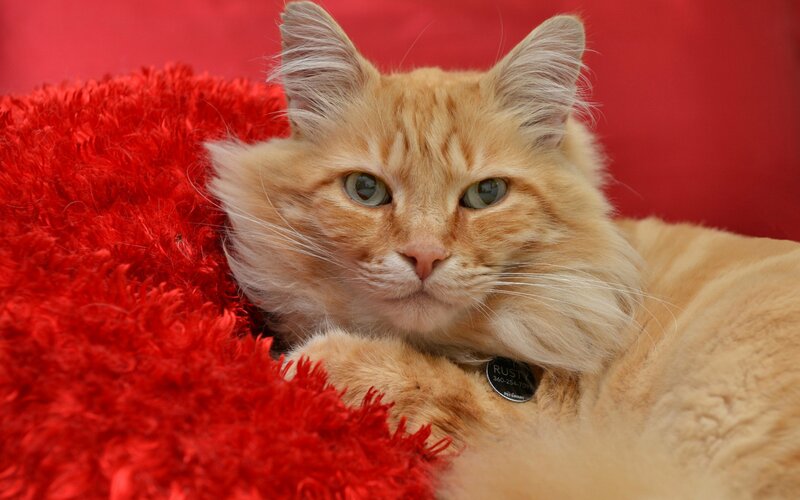 Fluffy Orange Cat — Red, Calm, Photograph, Red Blanket