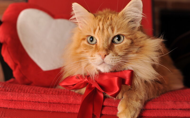 Fluffy Orange Cat — Red, Calm, Photograph