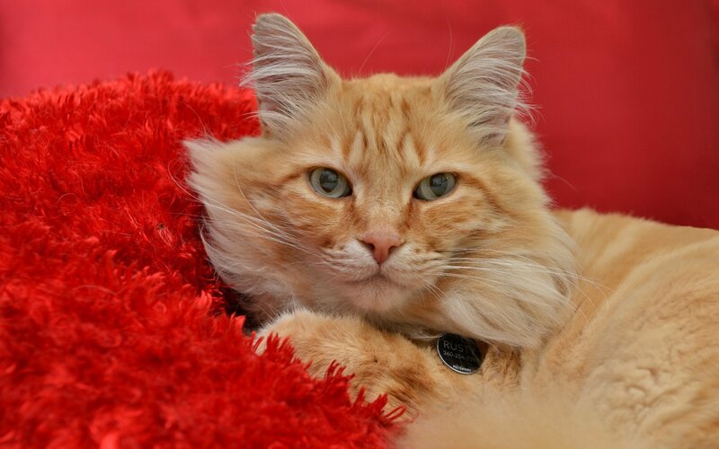 Fluffy Orange Cat — Red, Calm