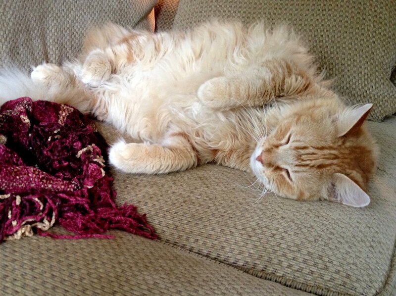 Fluffy Orange Cat — Relaxed, Afternoon, Photograph, Couch