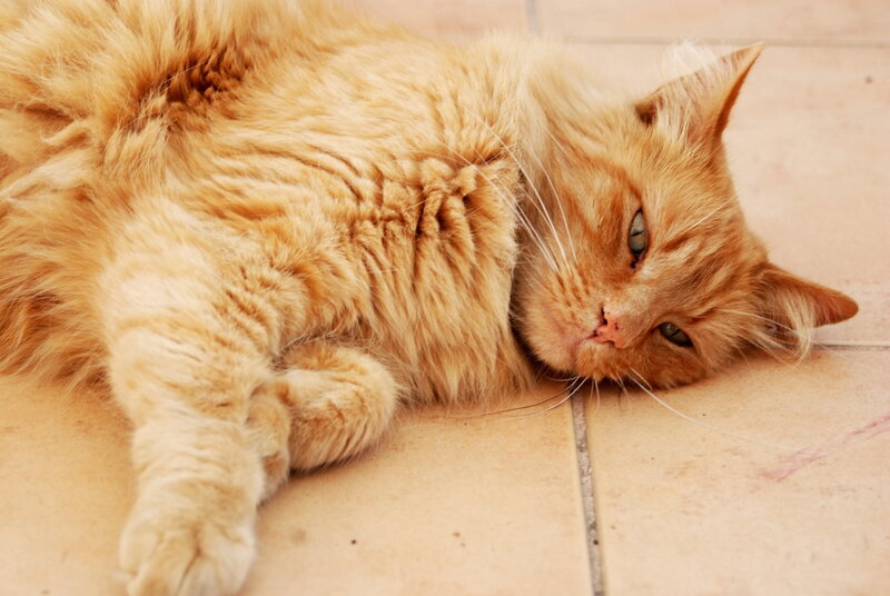 Fluffy Orange Cat — Relaxed, Afternoon, Photograph, Floor