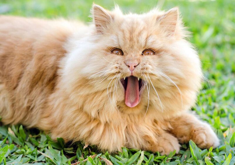 Fluffy Orange Cat — Relaxed, Afternoon, Photograph