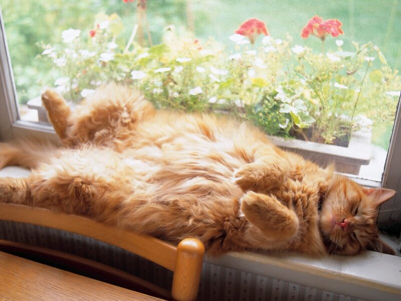Fluffy Orange Cat — Relaxed, Afternoon, Photograph, Window