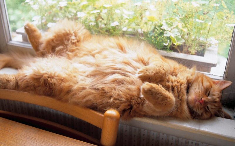 Fluffy Orange Cat — Relaxed, Afternoon