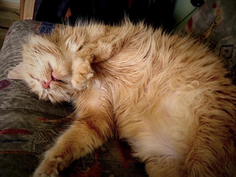 Fluffy Orange Cat — Relaxed, Photograph, Couch
